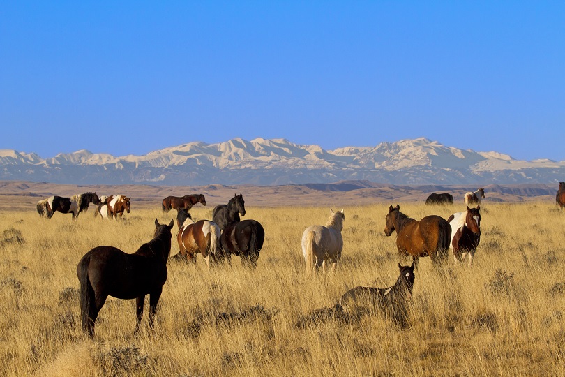 WY Republicans Suggest Slaughtering Wild Horses for Profit