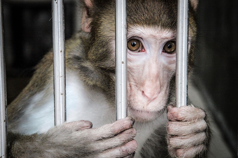 Save the Monkeys from Illegal Trafficking by the US Government