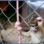 monkeys tortured on camera