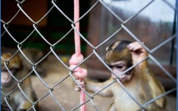 monkeys tortured on camera