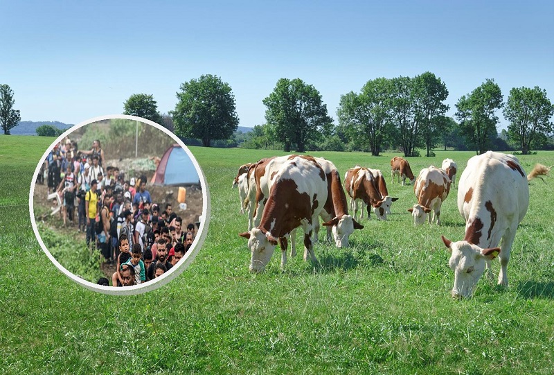 Illegal Aliens Making America’s Cattle Sick and Dead