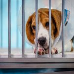 Wayne State dog killed PCRM