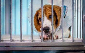 Wayne State dog killed PCRM