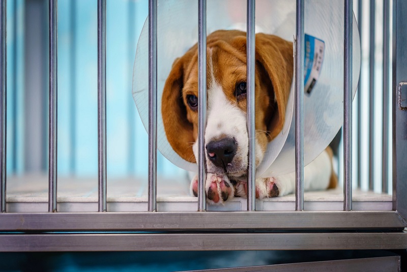 Dog 3002 Was Healthy and Adoptable – Wayne State Still Killed Him