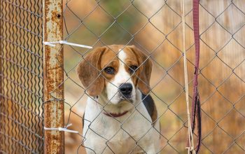beagles