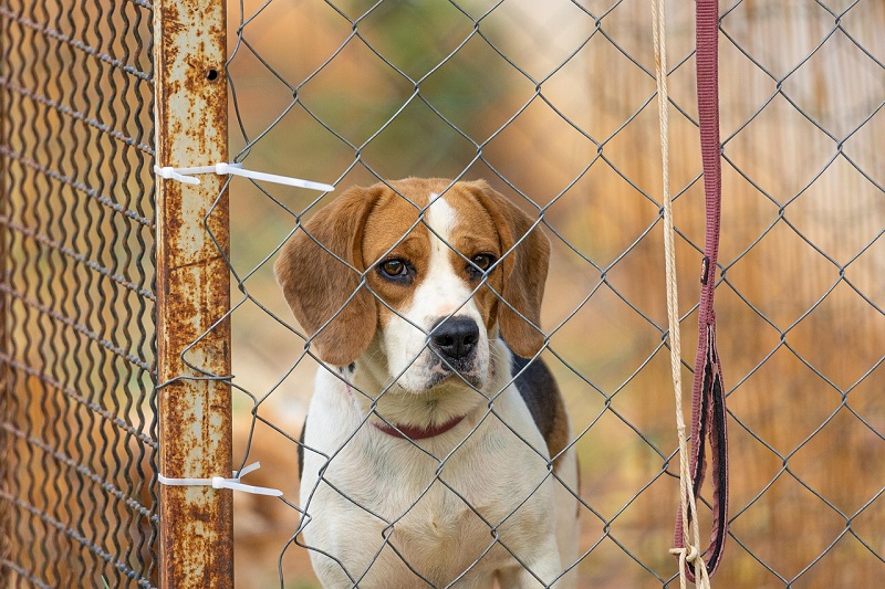 Pressuring Breeders, Institutions, and Labs to Save More Dogs