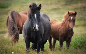 wild horses