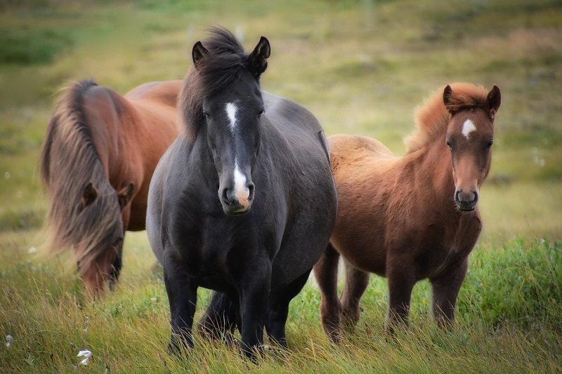 U.S. and Australia Out to Murder Wild Horses Again