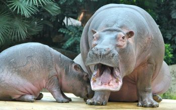 hippos