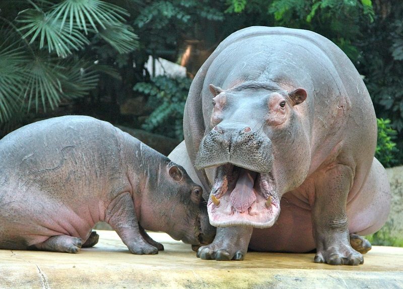 hippos
