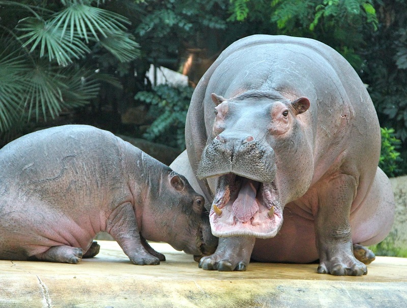 Nations Join Hands to Rescue Hippos of Colombia